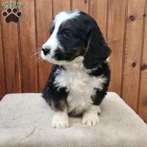 Mylan, Bernedoodle Puppy